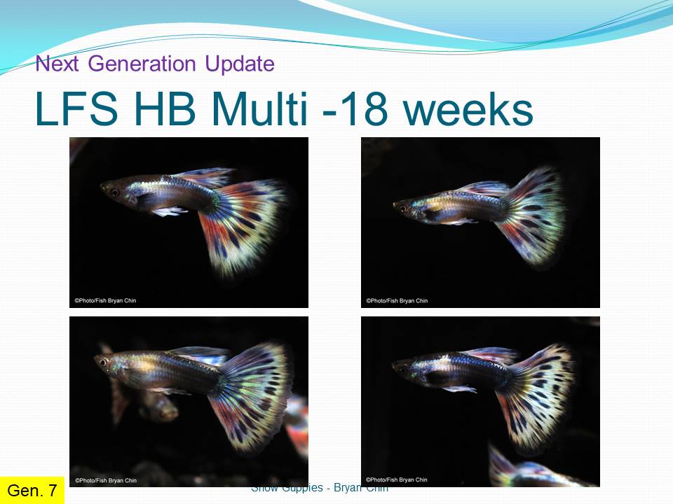 presentation guppy breeding results